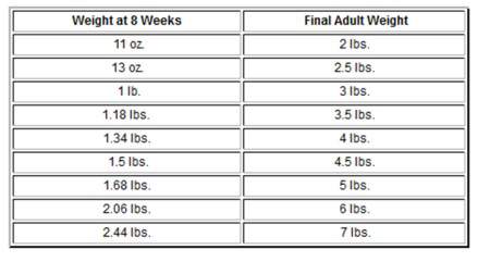 Chihuahua Growth Chart  Weight and Size Calculations