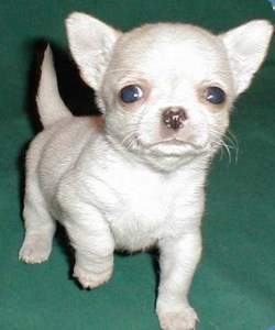 solid white Chihuahua puppy