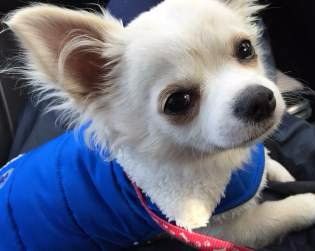 White Chihuahua with blue vest