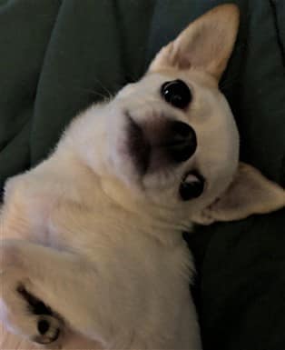 white Chihuahua rescue dog from shelter