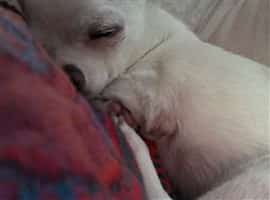 white Chihuahua sleeping