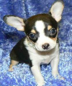 Black and tan Chihuahua with white markings