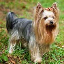 Yorkshire Terrier size to compare to Chihuahua
