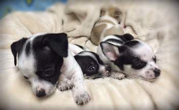 young Chihuahua puppies