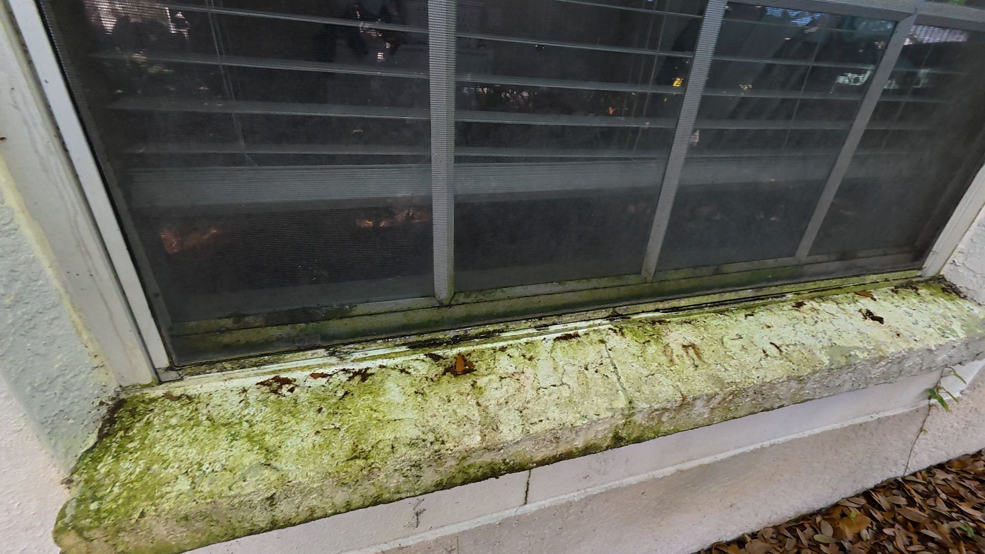 Alae build up on a window sill