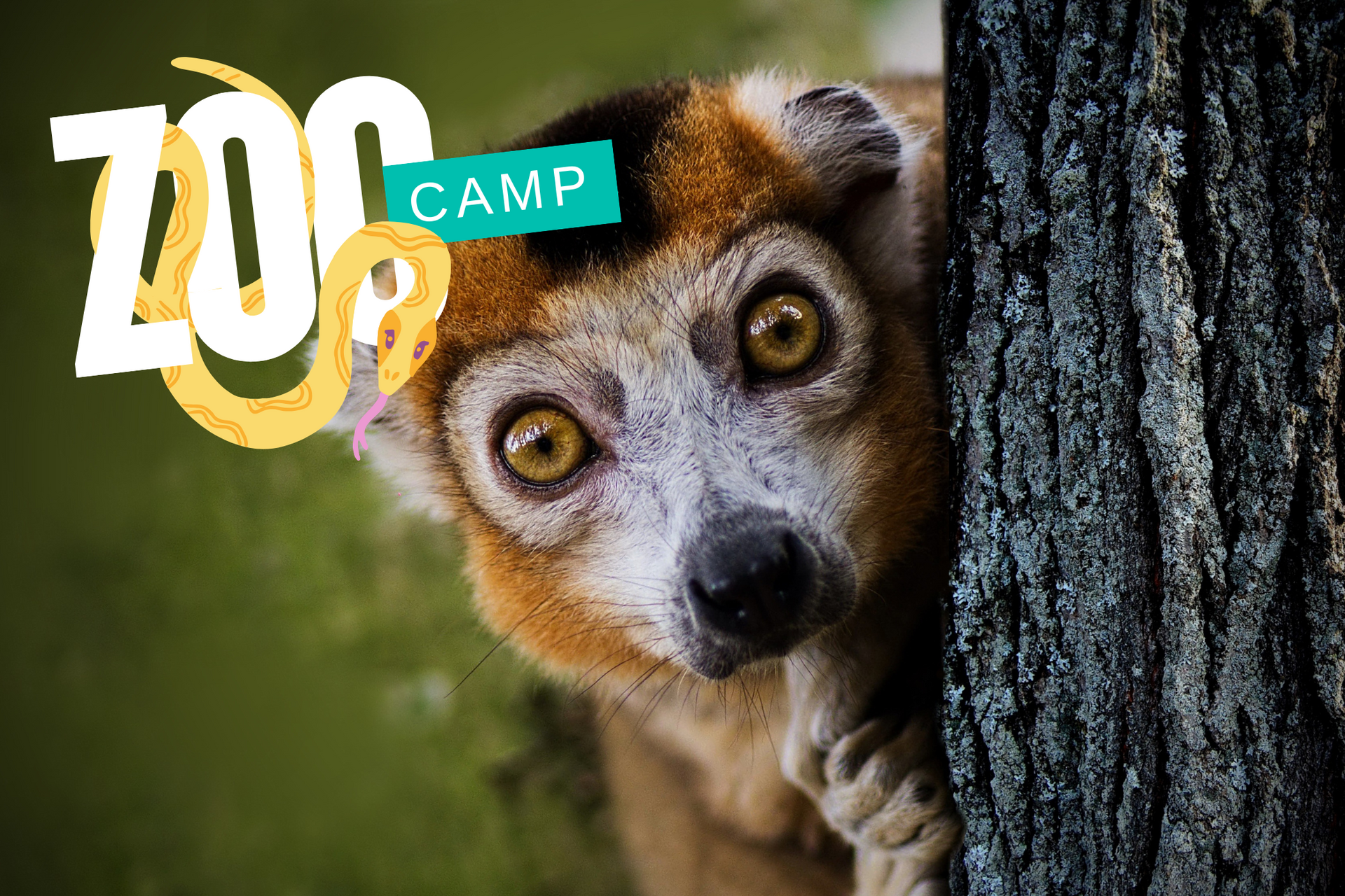 A lemur is peeking out from behind a tree trunk.