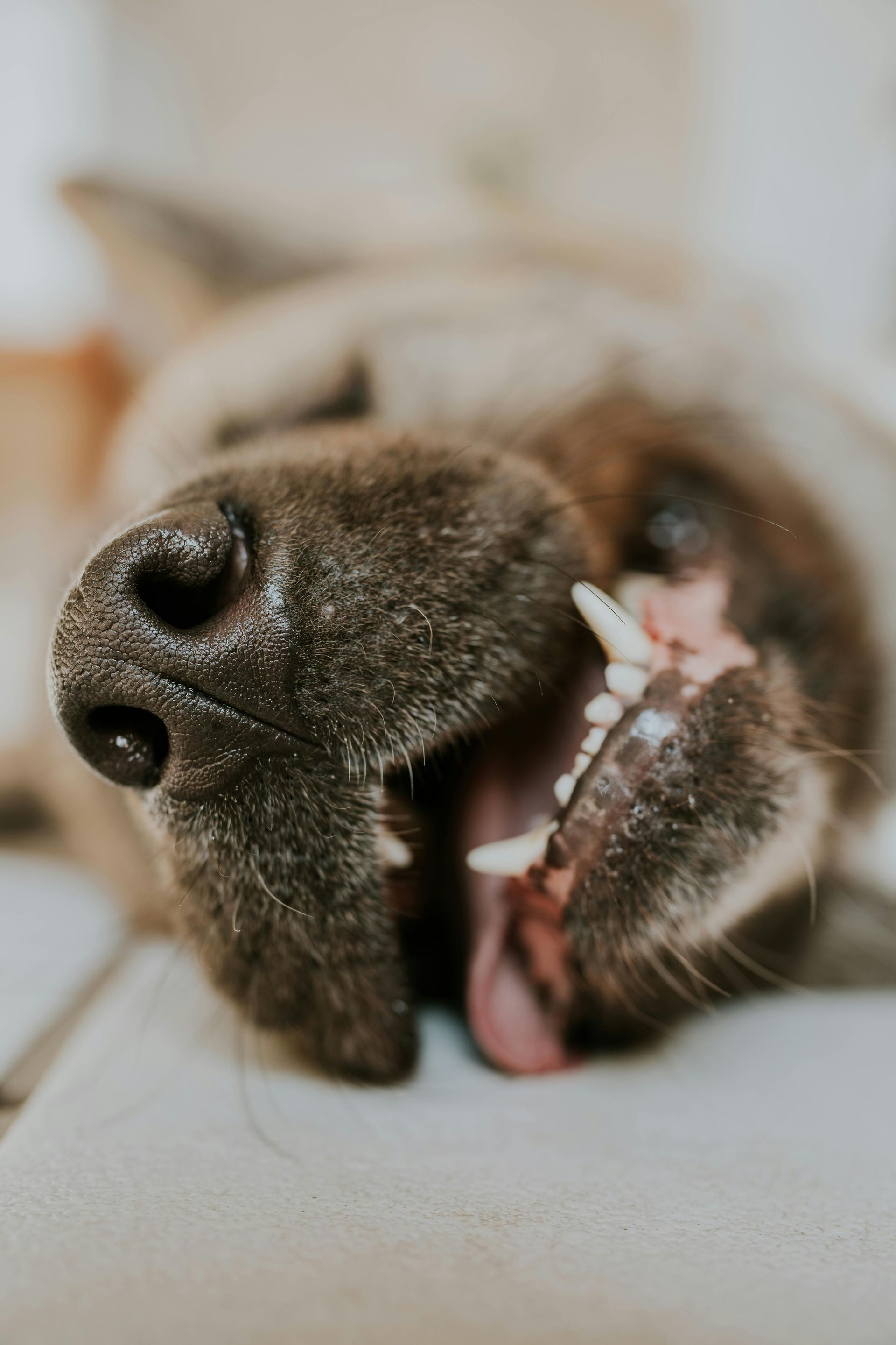 A close up of a dog laying on its back with its mouth open.