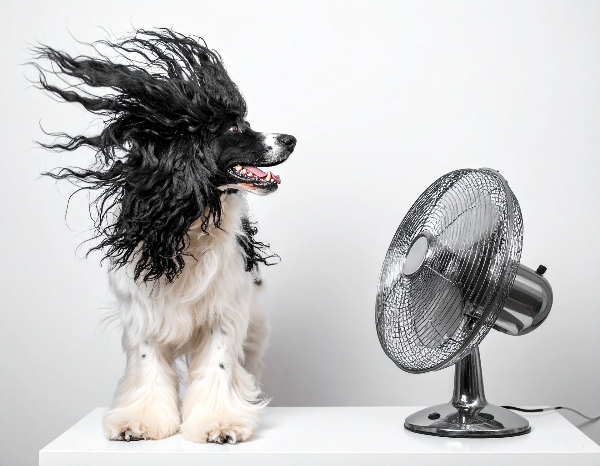Dog standing in front of a fan with hair blowing back, smiling, on a white surface.