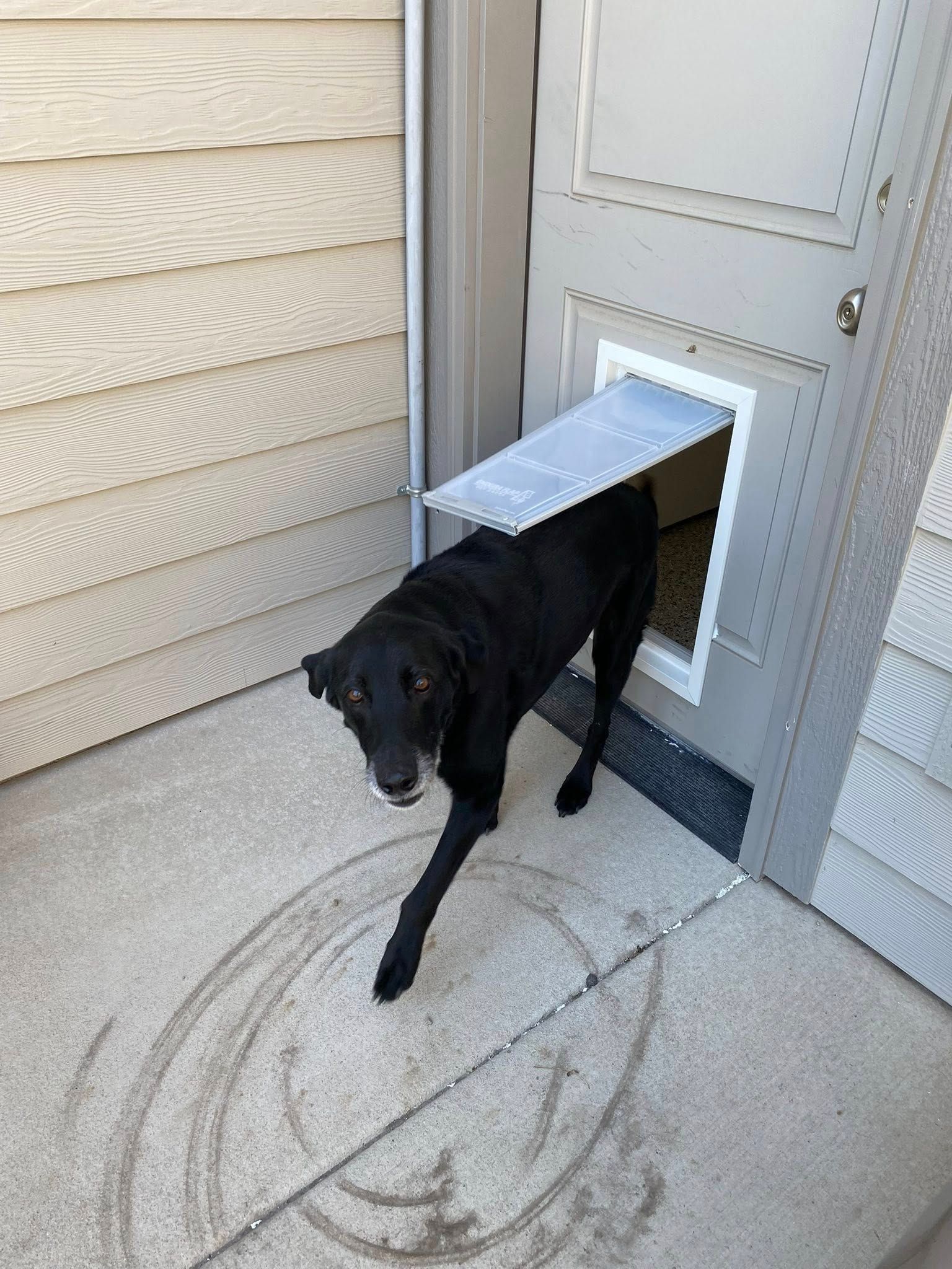 Black dog exiting a door with a pet flap; concrete patio, tan siding.