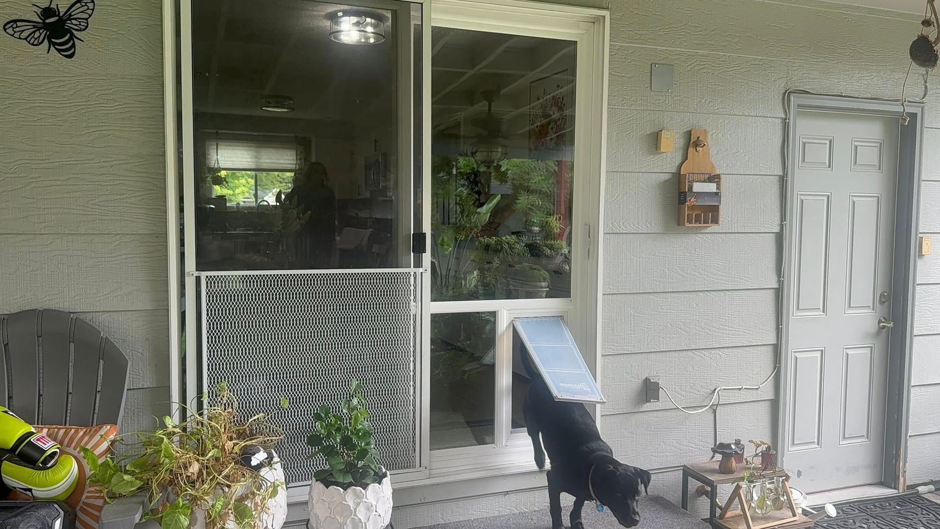 Dog exiting a house through a dog door in a screen door on a porch. Grey house with a small table and plants.