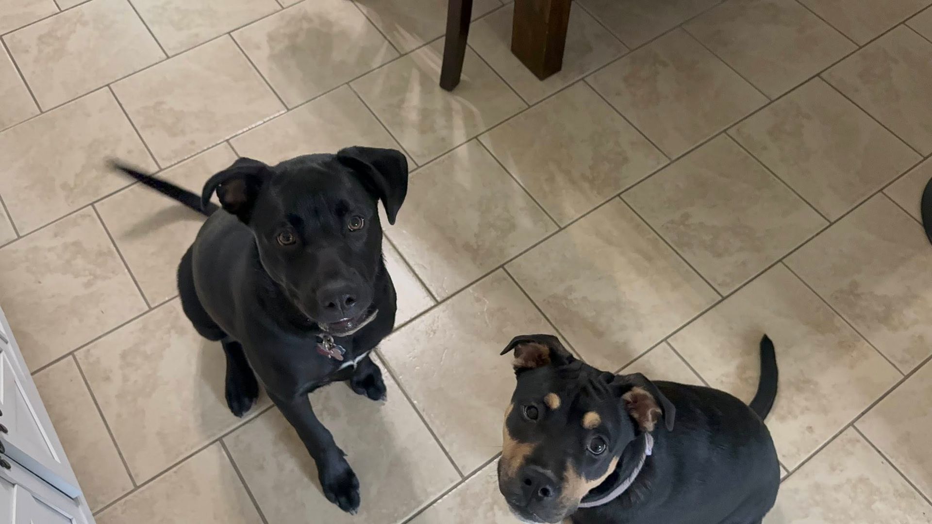 Two dogs looking up at the camera. One is black, the other black with brown markings, sitting on a tile floor.