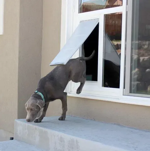 Dog exiting through a pet door built into a window, on a concrete step.