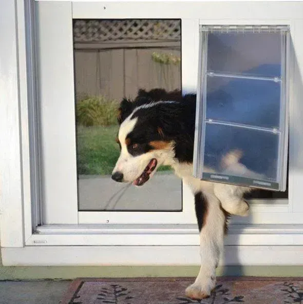 Dog squeezing through a dog door in a white-framed window, looking outside.