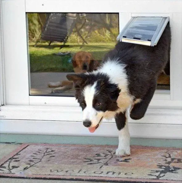 Black and white dog exiting a pet door, tongue out, standing on a welcome mat.