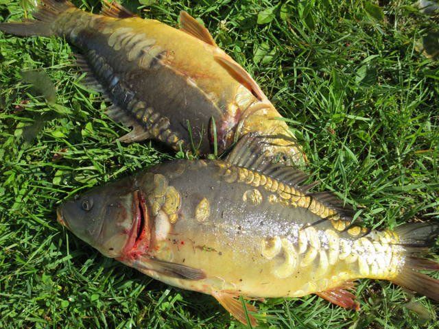 Viesu nams Svīres 1 - Makšķerēšana