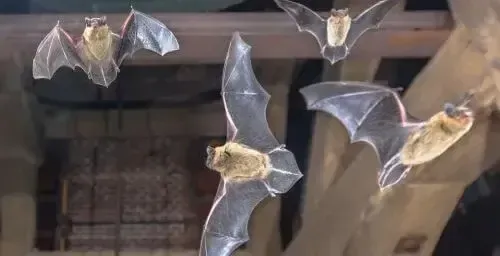 Bats flying inside a building structure, a common situation that may require bat removal services in Louisville KY.