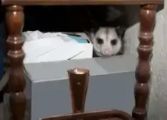 Opossum hiding behind furniture, a common issue requiring professional animal removal services in Louisville KY.