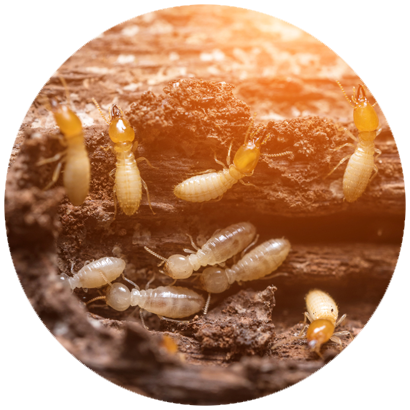 Termite Control Monroe, LA & Alexandria, LA