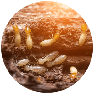 Termite Control Monroe, LA & Alexandria, LA