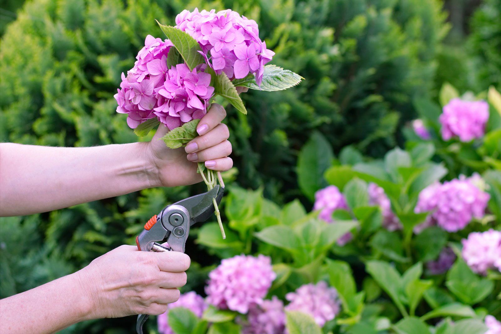 Hands holding pink hydrangea blooms, cutting stems with garden shears outdoors.