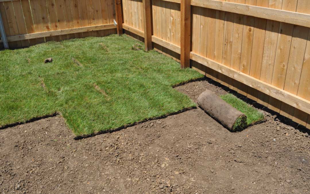 Laying sod in a backyard corner near a wooden fence; green grass contrasts with brown soil.