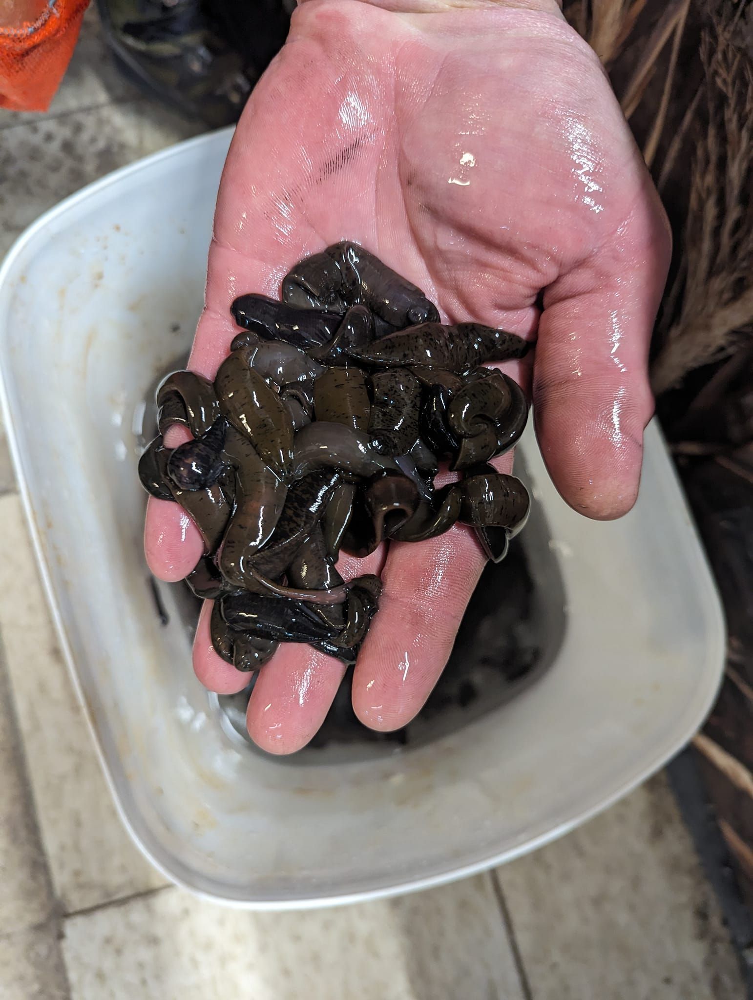 A person is holding a pile of black rocks in their hand.