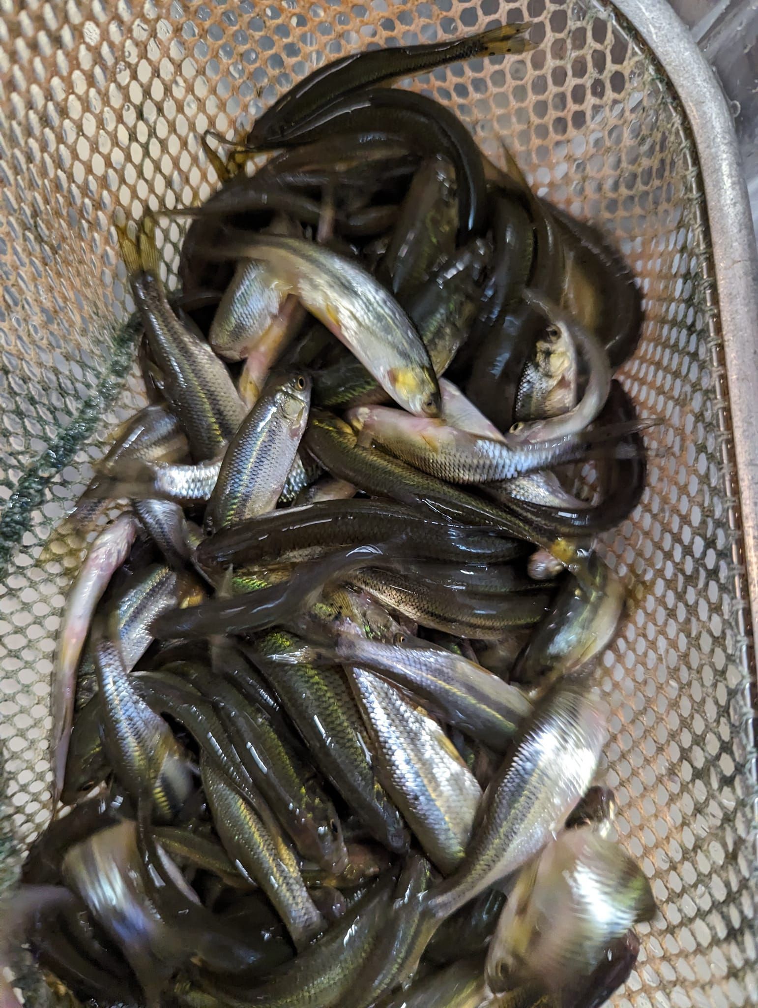 A bunch of fish are sitting on top of each other in a basket.
