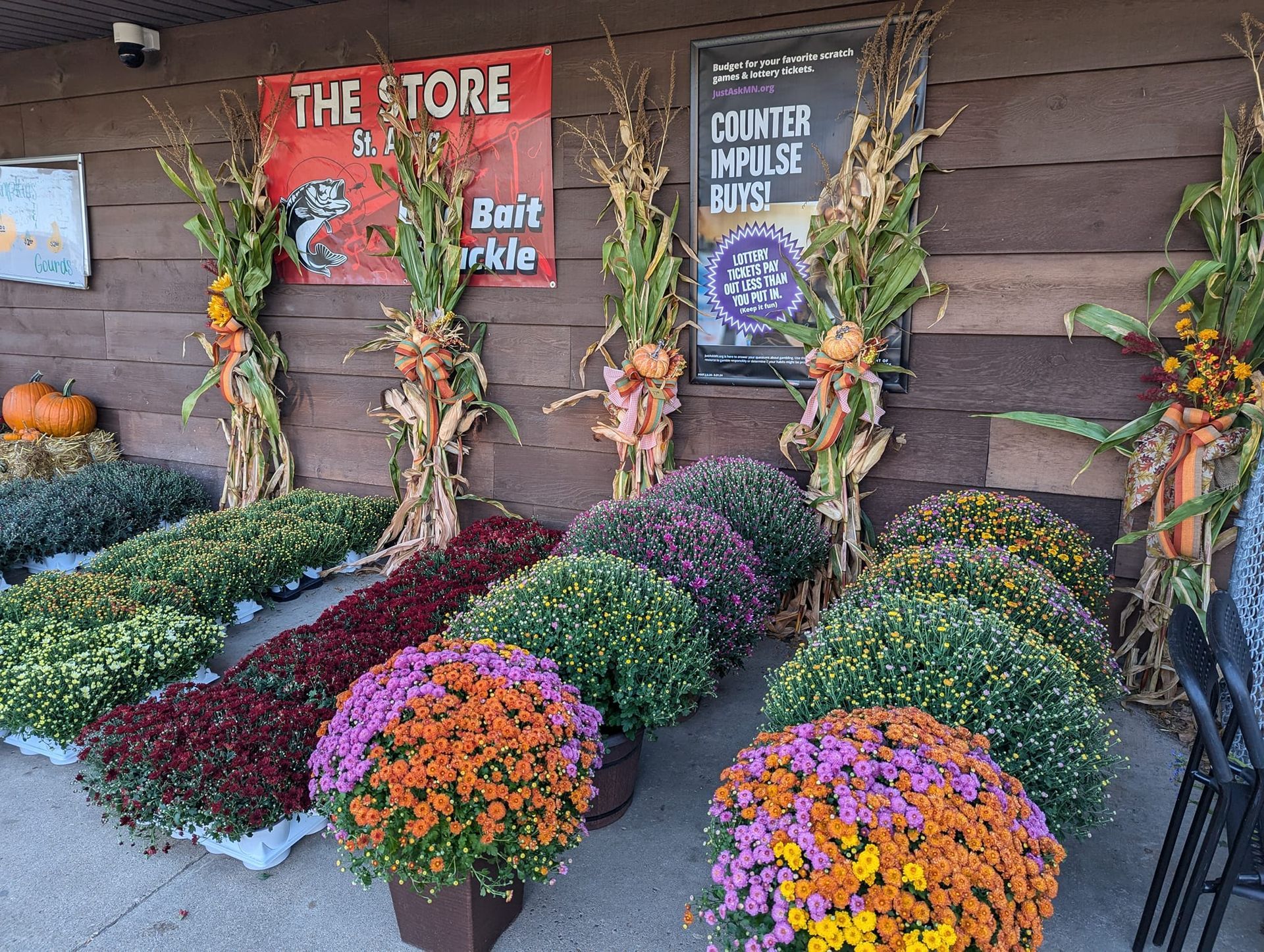 A bunch of flowers are lined up in front of a store