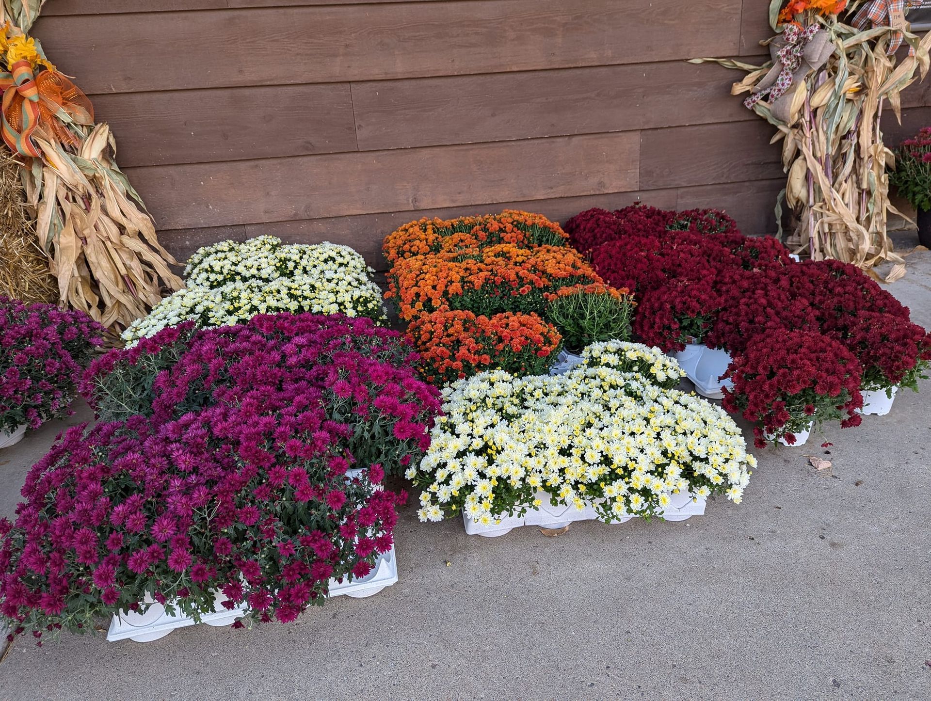 A bunch of flowers are sitting on the ground in front of a wooden wall.