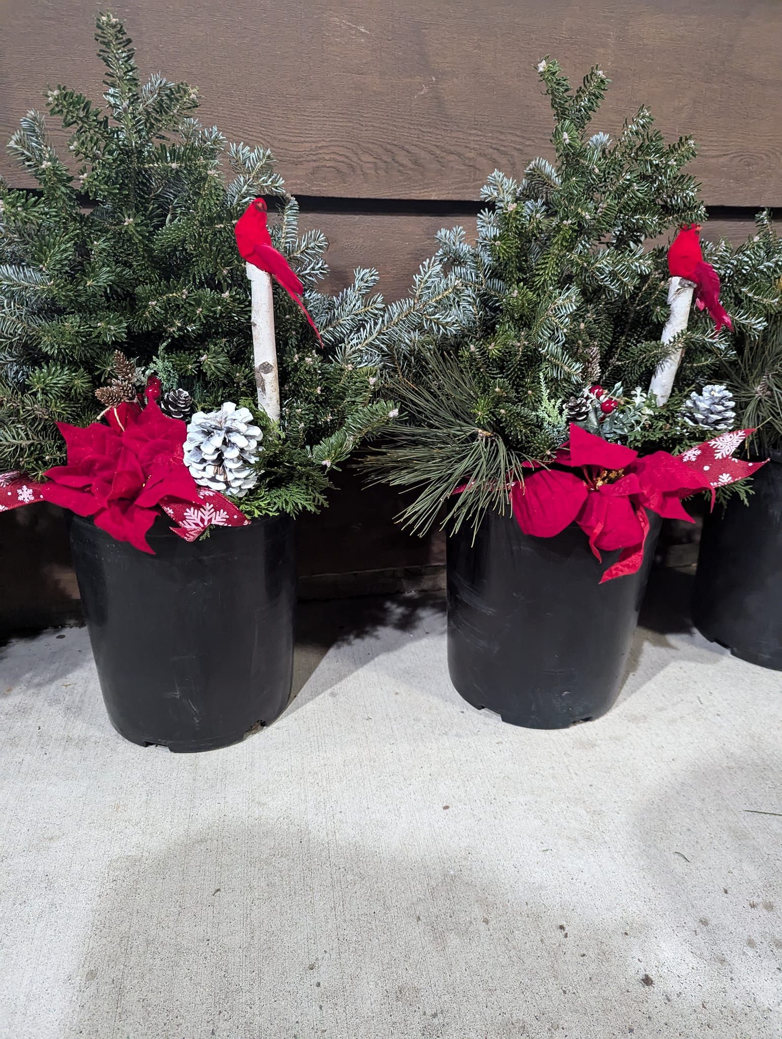 A couple of potted plants sitting on top of a sandy surface.