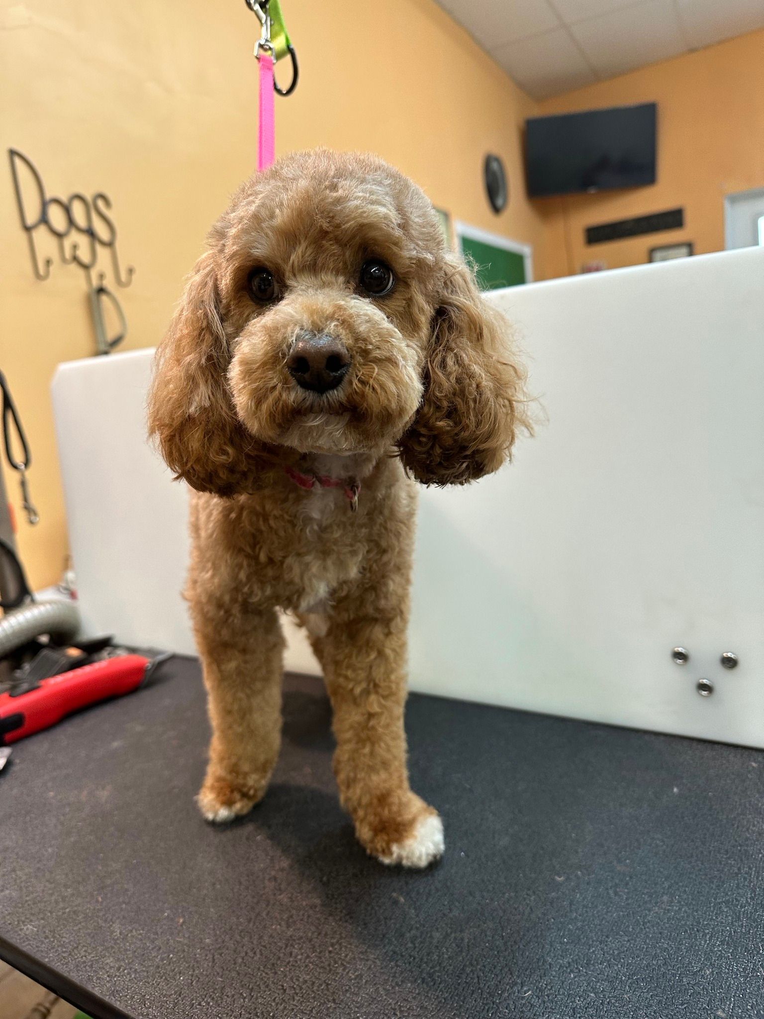 A small brown poodle is standing on a table in a grooming salon.