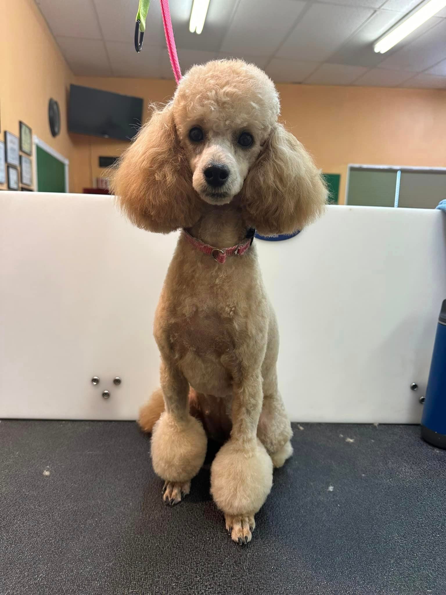A dog with leopard print on its fur is sitting on a wooden floor.