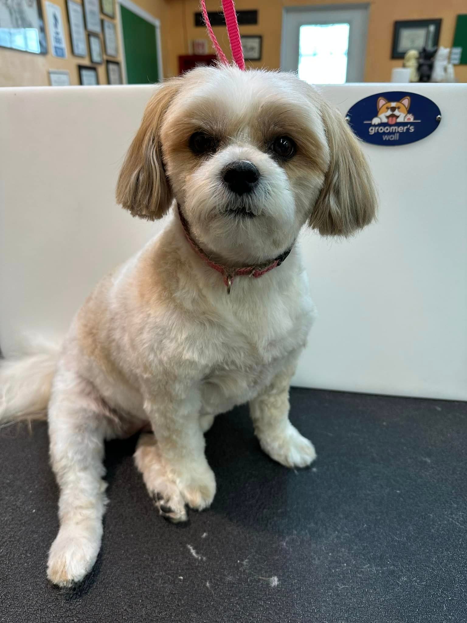 A small white and brown dog is sitting on a table.