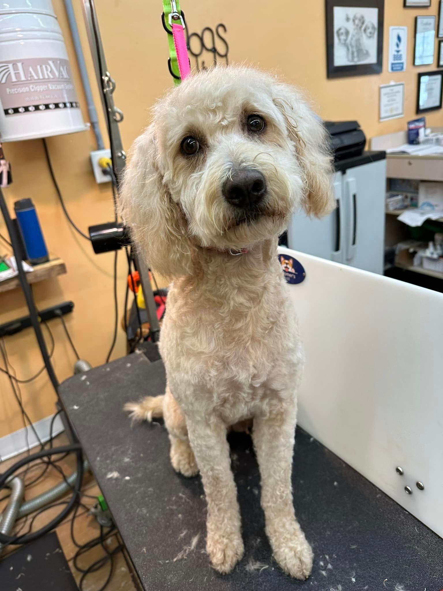 A small white dog is sitting on a grooming table.