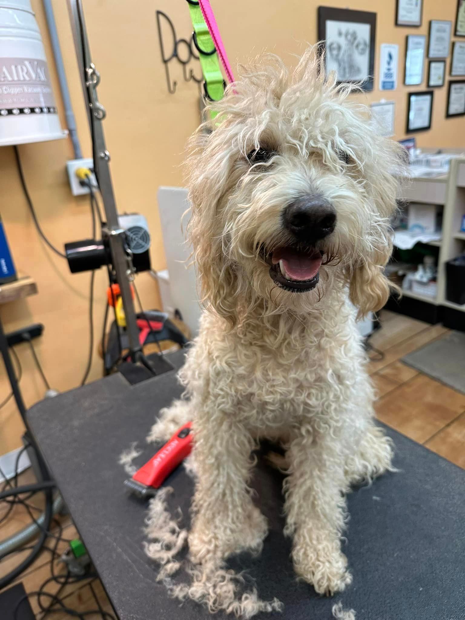 A small white dog is sitting on a grooming table.
