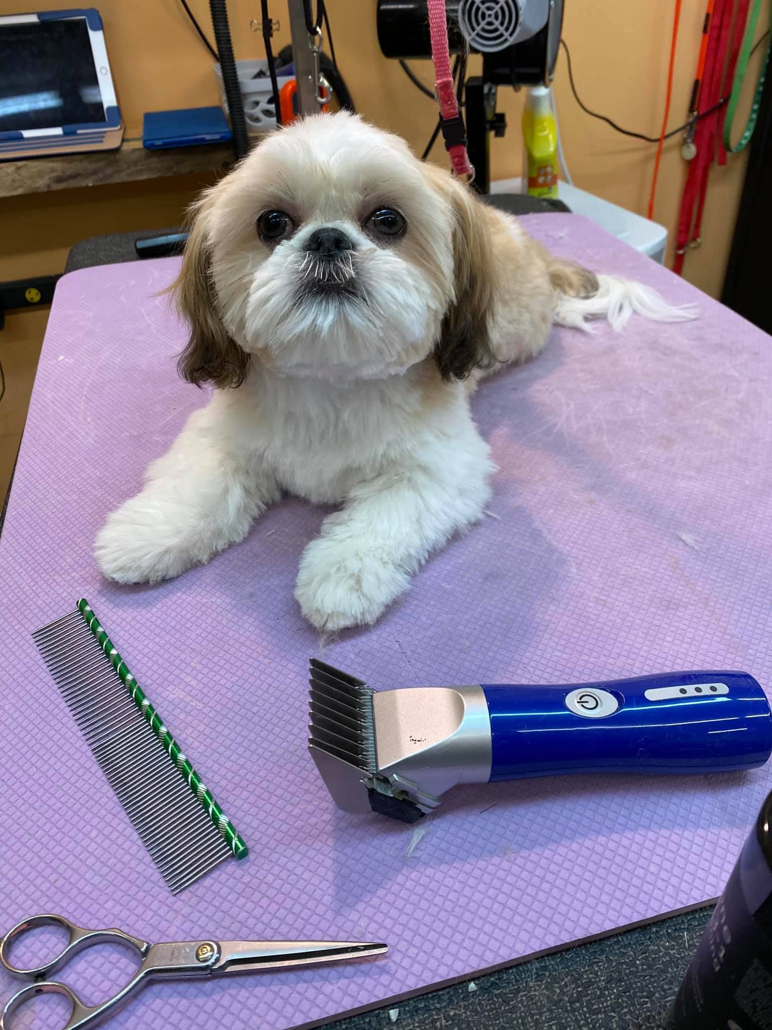 A small dog is laying on a purple towel next to a clipper and scissors.