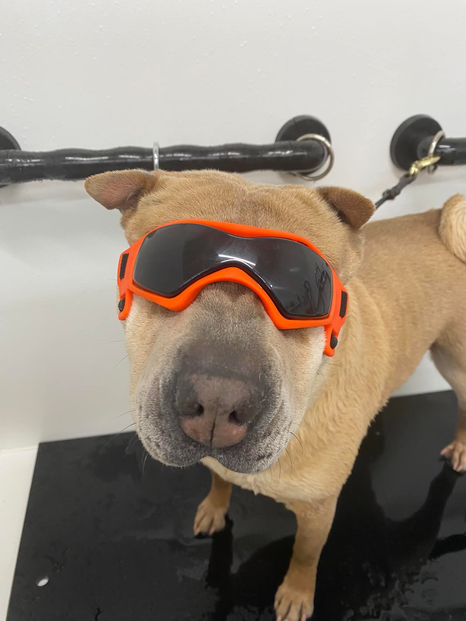 A dog wearing sunglasses is standing on a black surface.