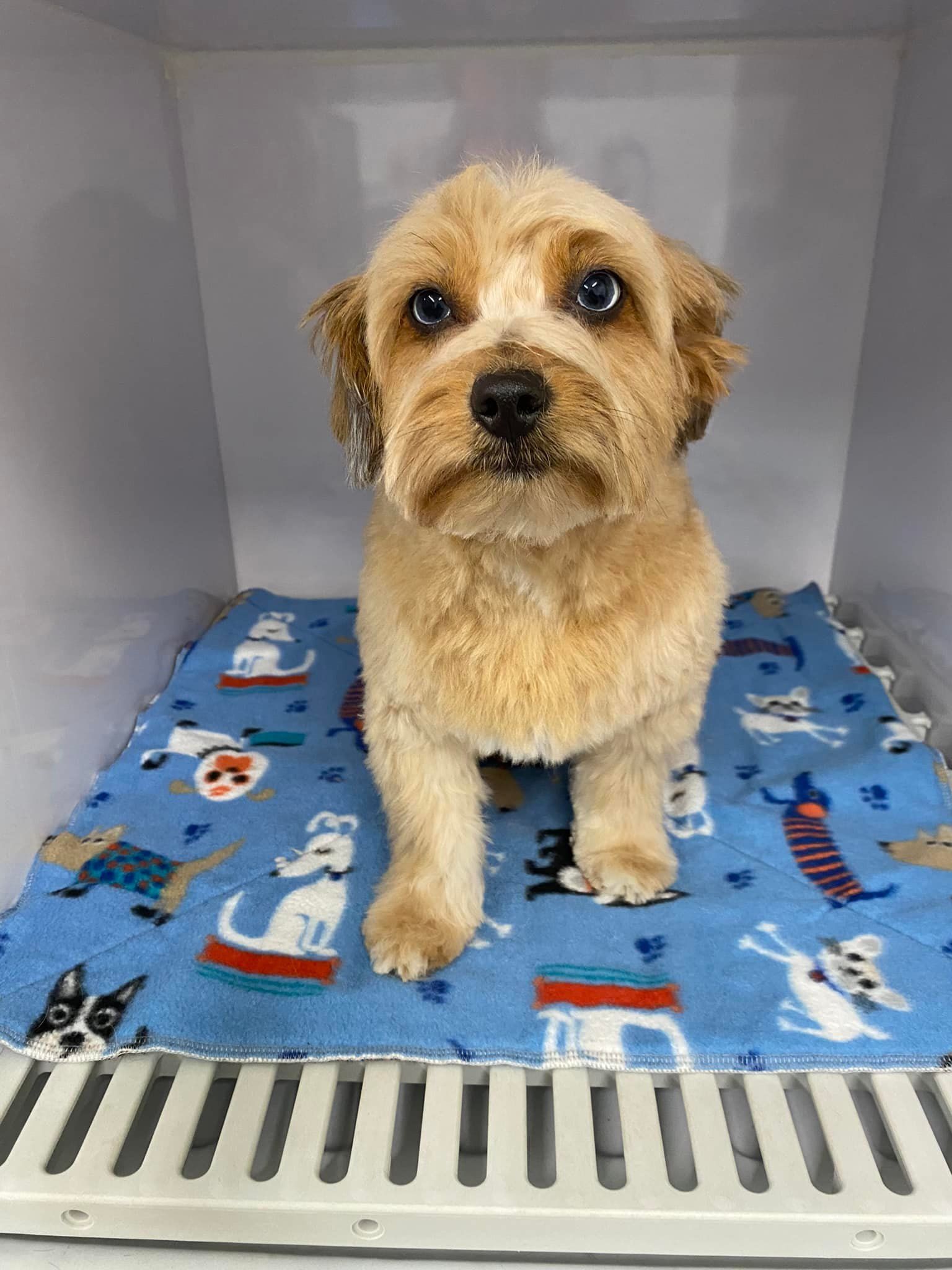 A small dog is sitting on a blue blanket in a cage.