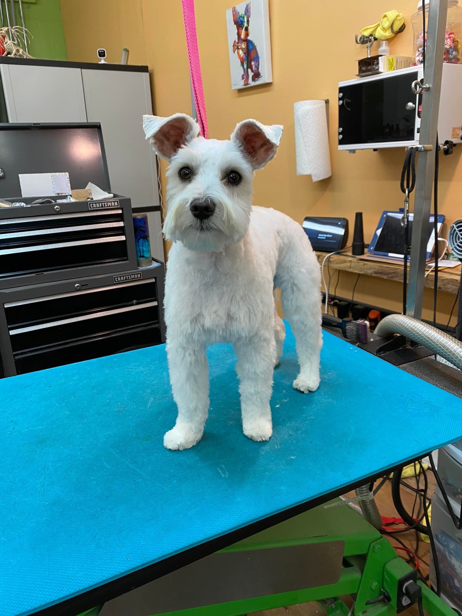 A small white dog is standing on a blue table.