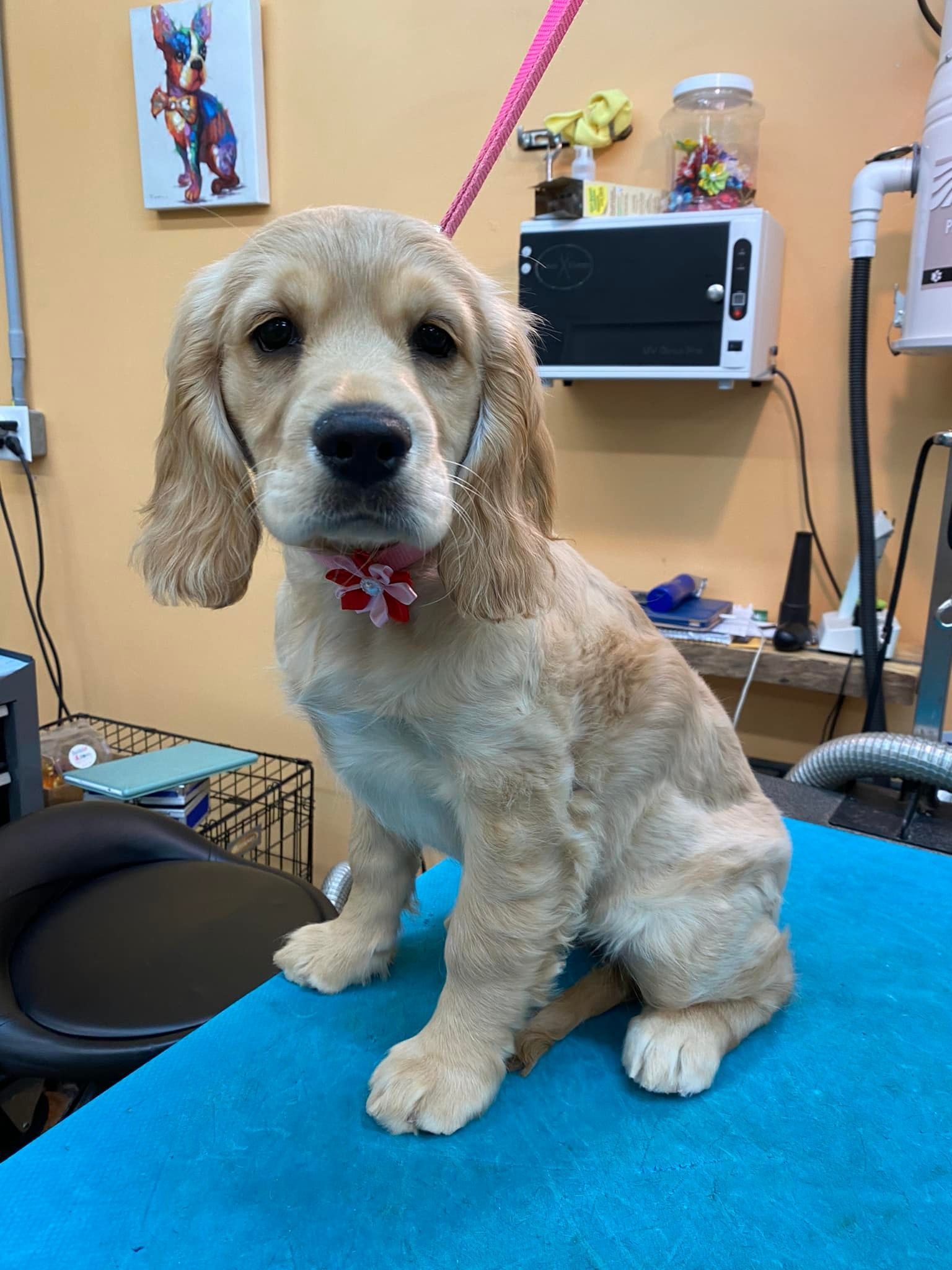 A cocker spaniel puppy is sitting on a blue table.