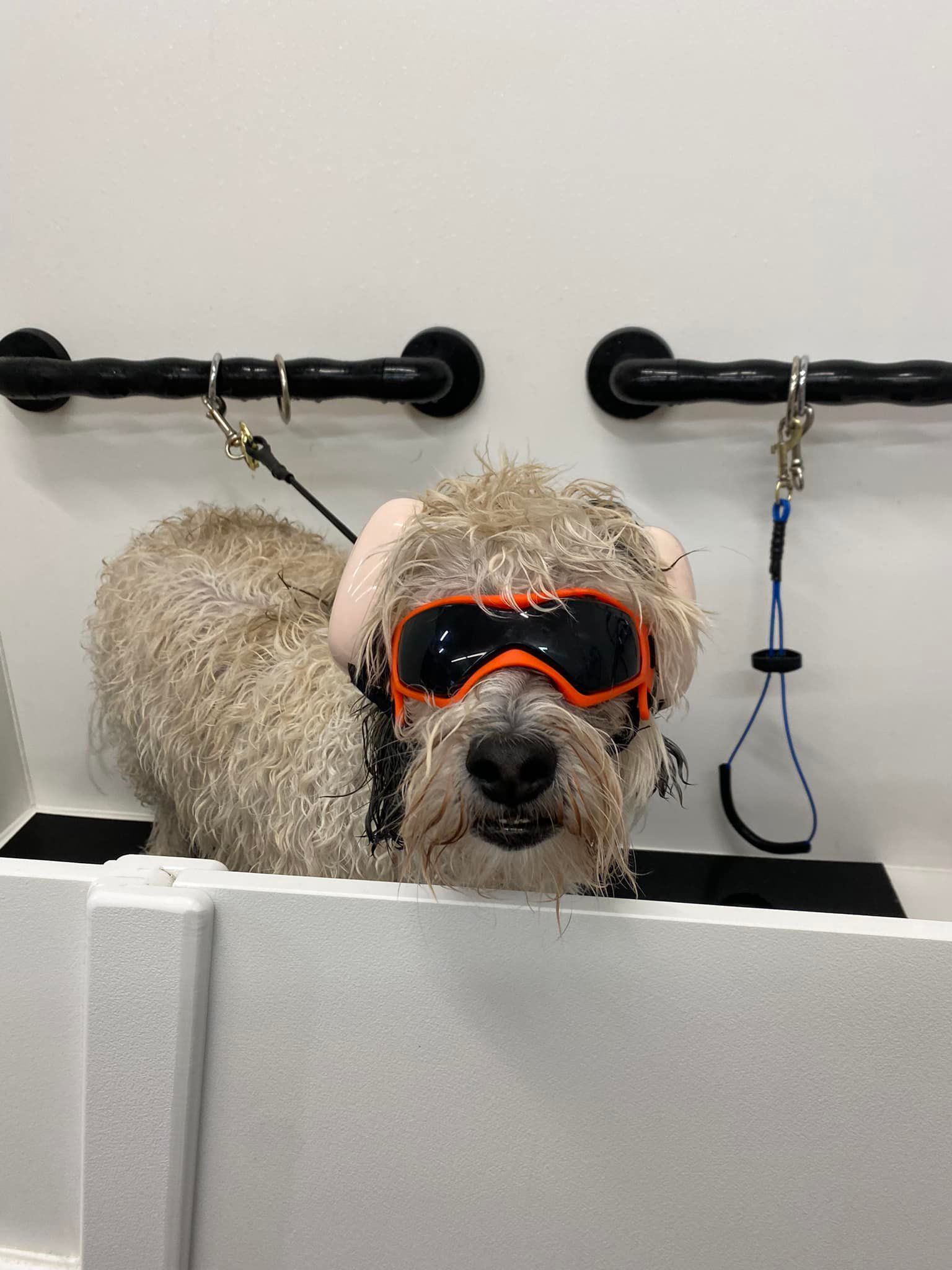A dog wearing goggles is taking a bath in a bathtub.