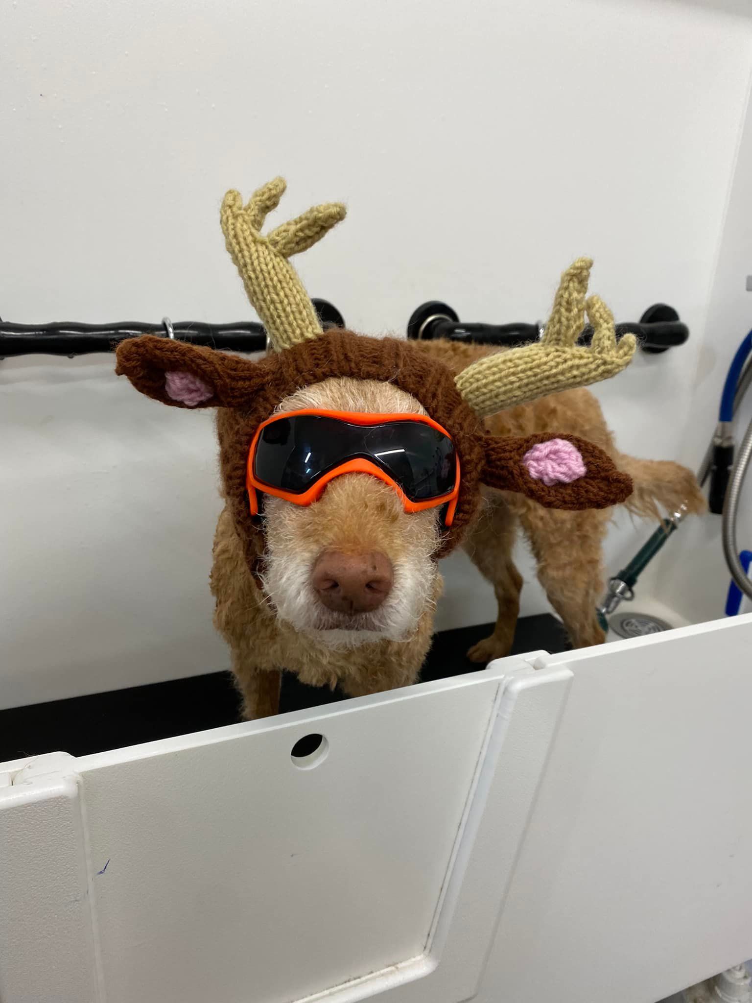 A dog is wearing a reindeer costume and goggles.