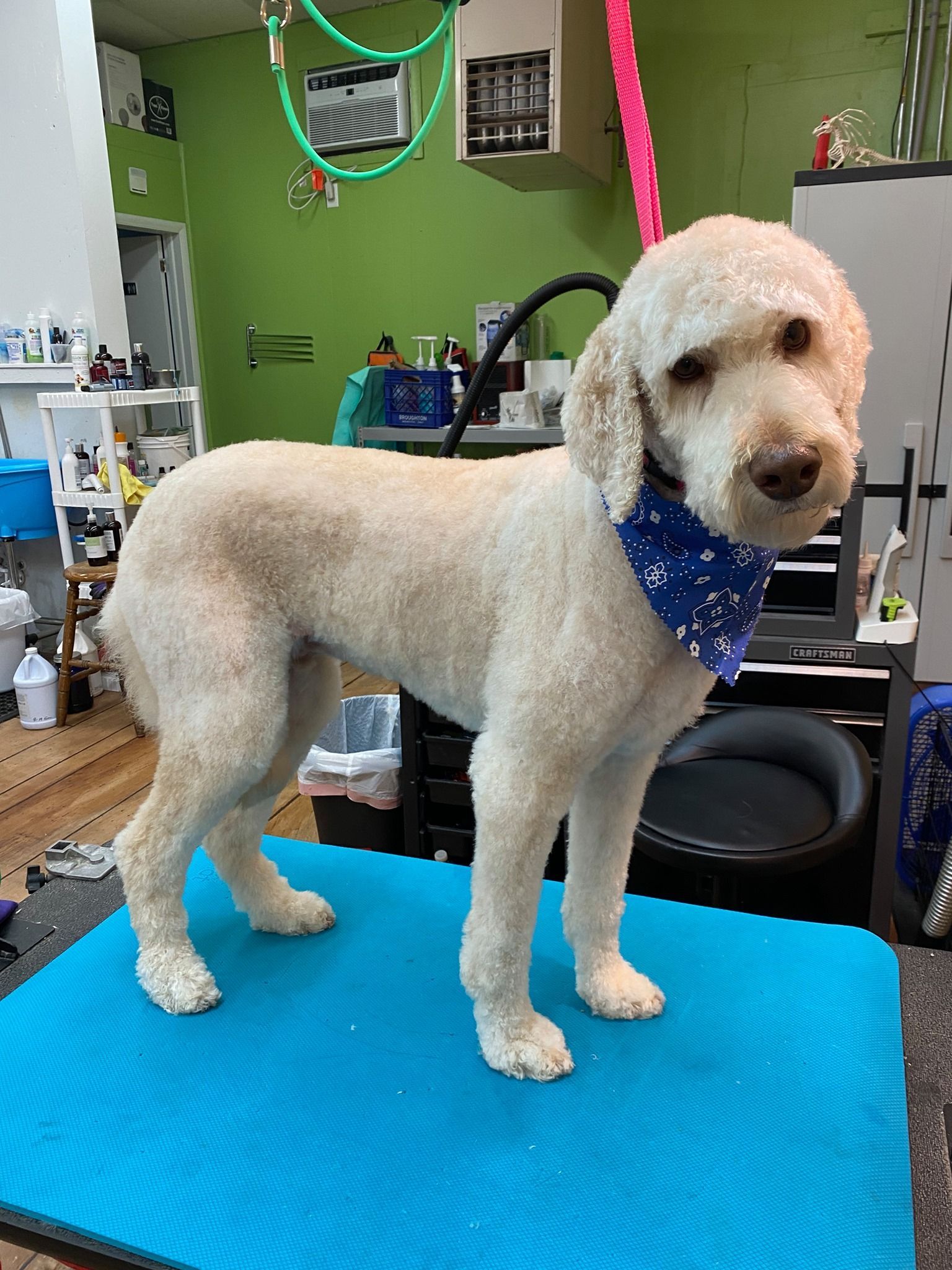 A white dog wearing a blue bandana is standing on a blue mat.
