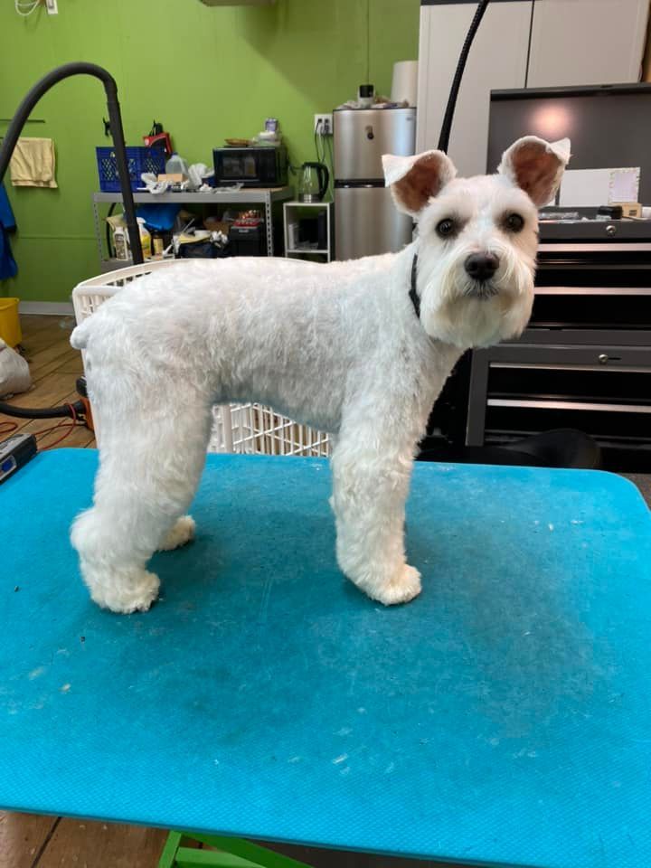 A small white dog is standing on a blue table.