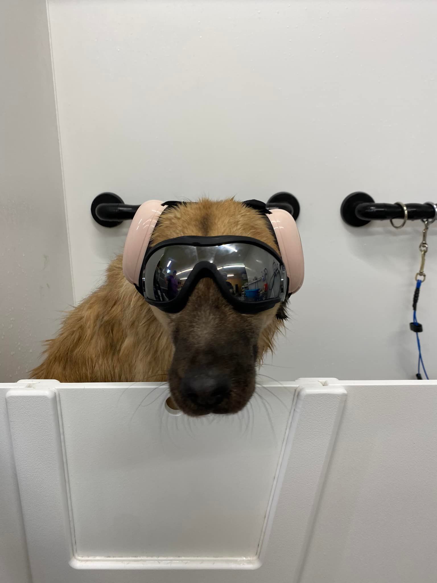 A dog wearing goggles is looking out of a bathtub.