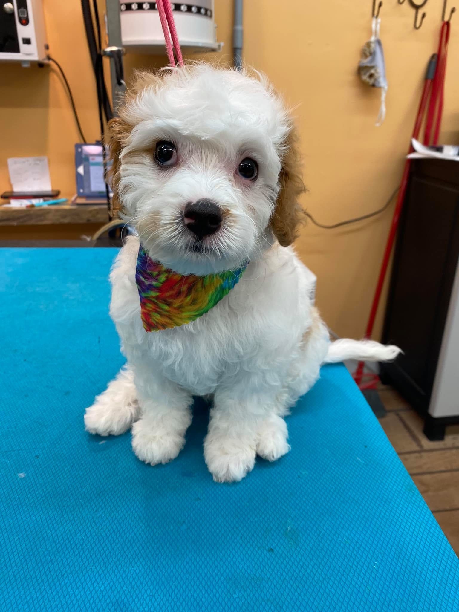 A small white and brown puppy is sitting on a blue table.
