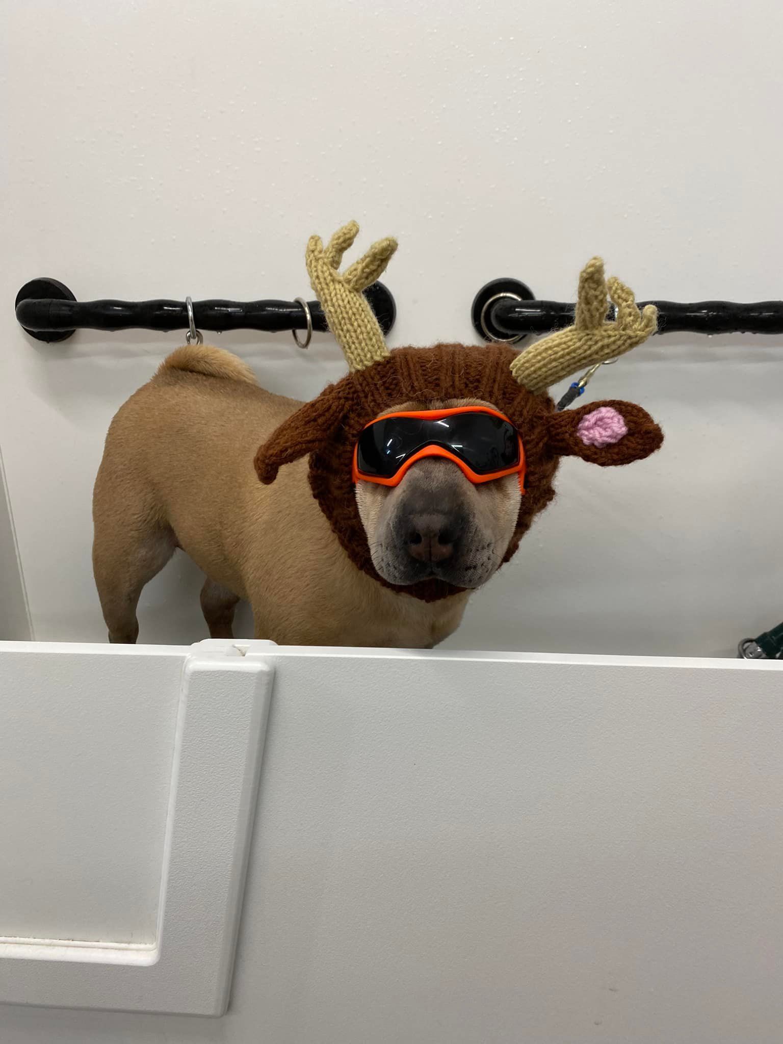 A dog is wearing a reindeer costume and goggles.