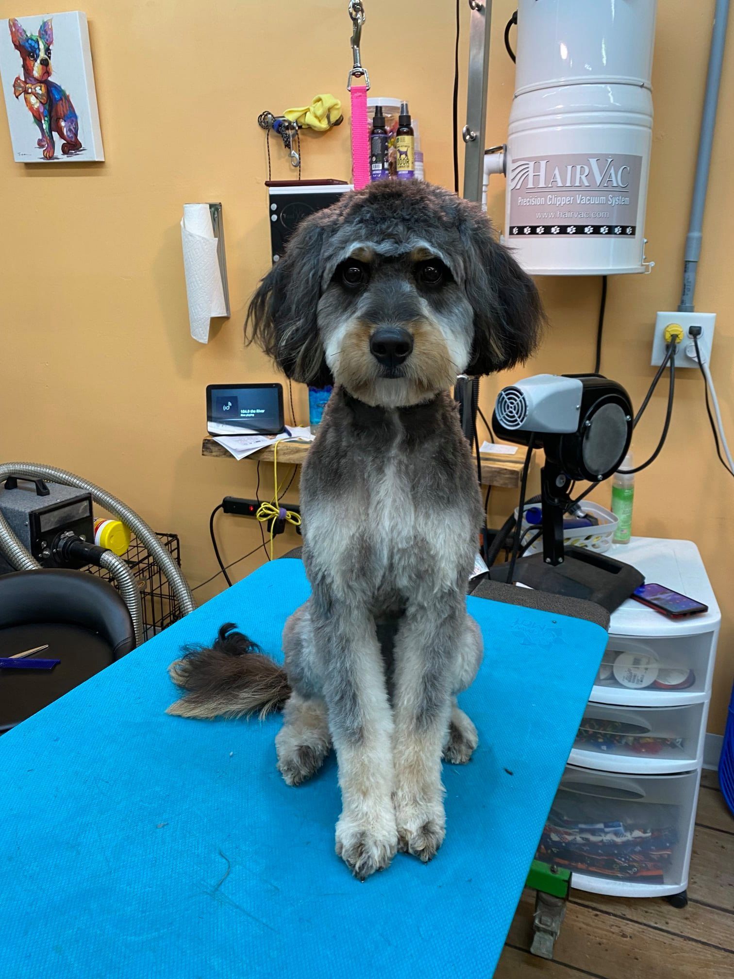 A small dog is sitting on a blue table in a grooming salon.