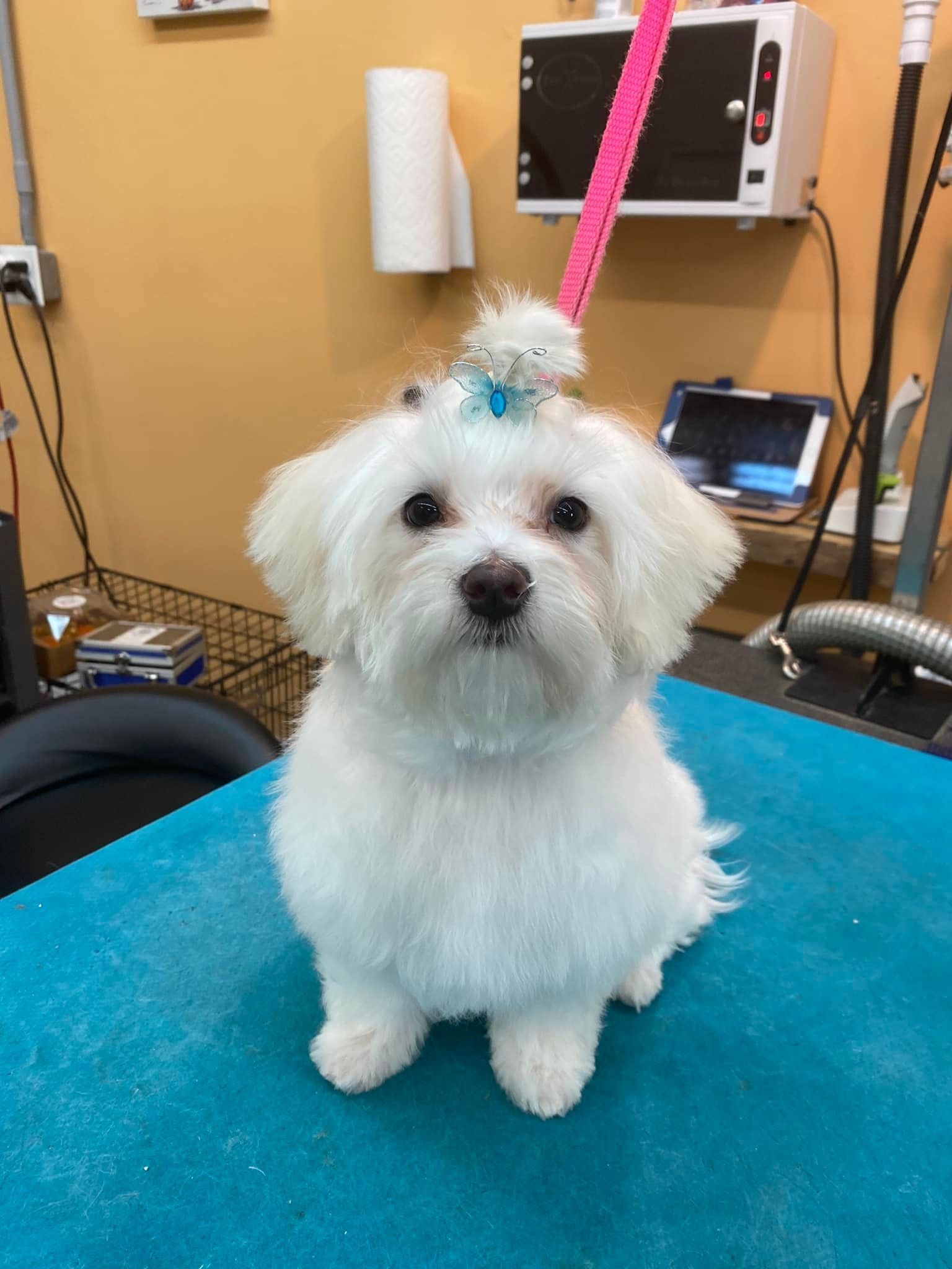 A small white dog is sitting on a blue table.