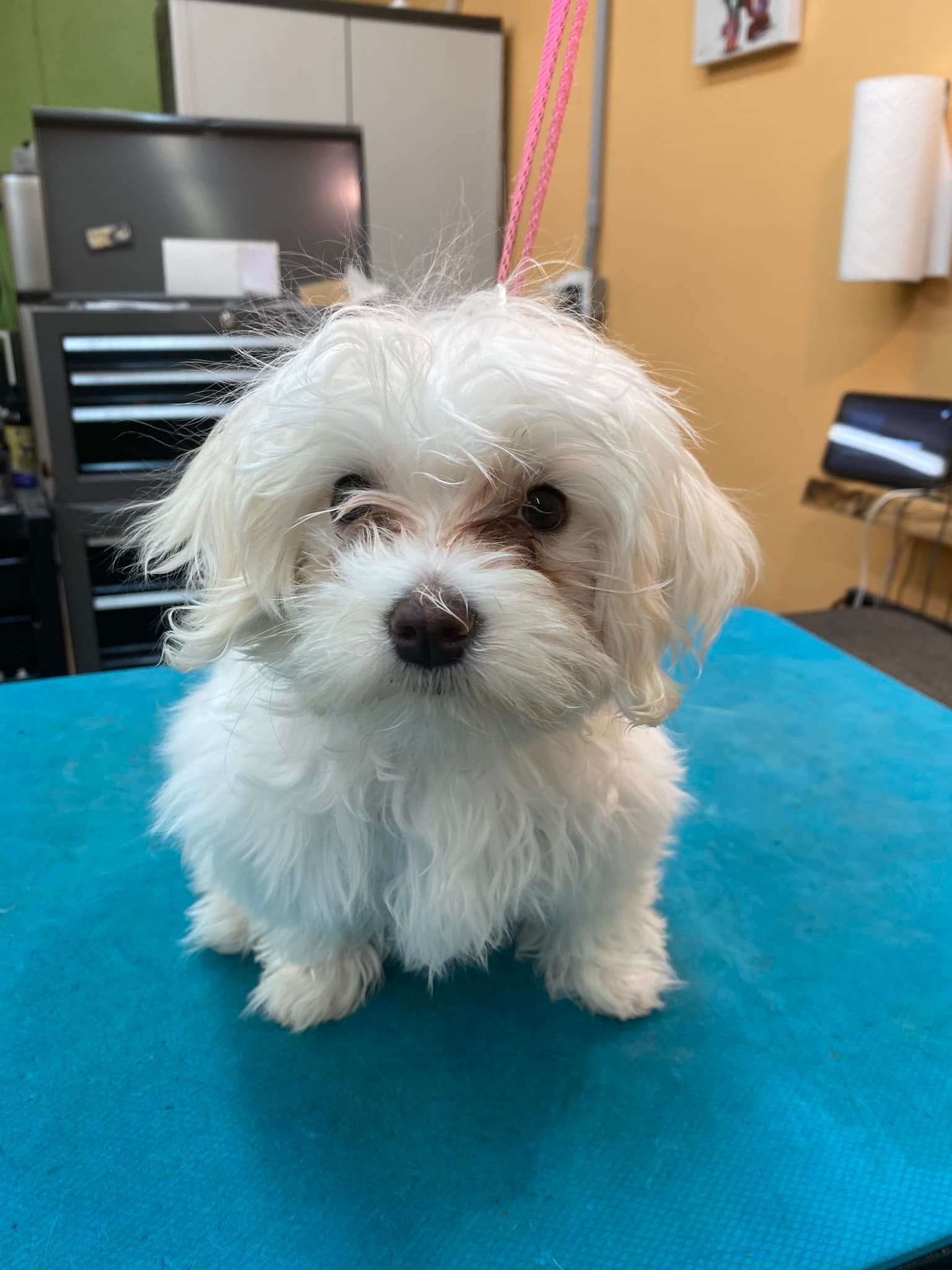 A small white dog is sitting on a blue table.